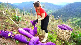 Harvesting Cassava, Cook Cassava as Food For Pigs, Free farm | Nhất My Bushcraft