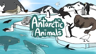 Antarctic animals | South Pole Animal | What kind of Animals, Whales live in South Pole? | Kids Draw