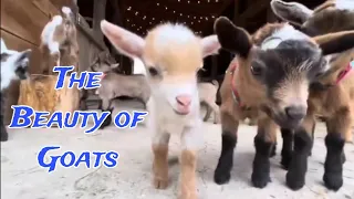 Beautiful Goats | Goats Kids | The Beauty of Animals | Animals | Goats Videos in 4K