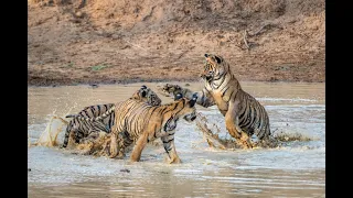 BABLI AND HER PLAYFUL CUBS TADOBA