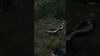 Drop kicking a skunk in far cry 5 because nature