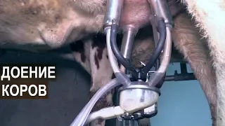 Доение айрширских коров на семейной ферме КФХ Герефорд. Доильный зал ёлочка на четыре поста