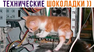 ПРОИЗОШЛИ ТЕХНИЧЕСКИЕ ШОКОЛАДКИ ))) Приколы с котами | Мемозг 1020