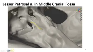 Nasal Cavity, Sinuses and Ear LO - Autonomics