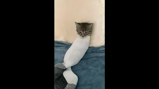 CAT IN A SOCK