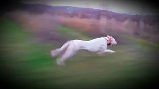 Dogo Argentino | Incredible Speed🔥