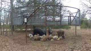 Hogs in a Trap