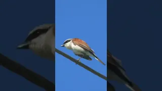 Red backed shrike | Обыкновенный жулан | Lanius collurio | Lanius collurio