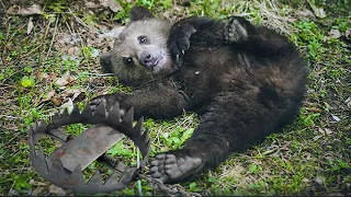 🐻 МЕДВЕЖОНОК ИСТОШНО ПЛАКАЛ И ПРОСИЛ ПОМОЩИ!Но медведица не могла ему ничем помочь! Случай в тайге!