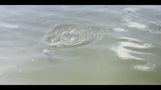 How #carp bite immediately after spawning. #fishing #fishingvideo #carpfishing #silvercarp 🐬