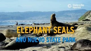 Elephant Seals At Año Nuevo State Park!