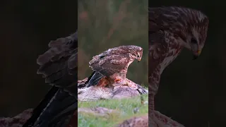 Bird Photography Common Buzzard