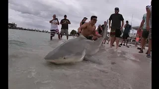 Quarter Ton Bull Shark Caught off Rod And Reel Pier, Anna Maria Island