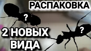 Распаковка посылки с двумя новыми видами муравьёв. #МуравьиЯрославль