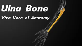 Ulna bone / Side determination / Parts and  Attachments / Applied anatomy