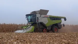 CLAAS LEXION 8700TT 🌽 CORN HARVEST 2023