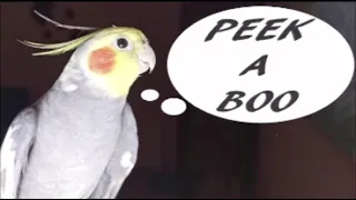 Peek a boo training for you parrot cockatiel | teach your cockatiel to say peek a boo #cockatiel