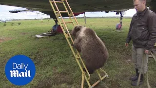 Bear club Mansur has taken a Russian airfield as his home - Daily Mail