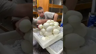 The most snake eggs ever 🥚