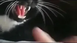 cat gets angry when a guy put a finger in its mouth