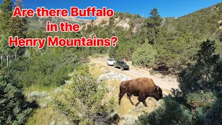 Discover the Truth: Are Buffalo Really Roaming the Henry Mountains?