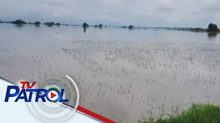 Bagong buying price range ng mga palay itinakda ng NFA council | TV Patrol