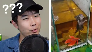 BEST Tank Mate for Your BETTA FISH ☠️ | Fish Tank Review 115