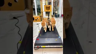 Three Cats Running on Treadmill