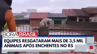 Mais de 3,5 mil animais foram resgatados nas enchentes no RS | Bora Brasil