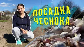 Как Правильно Сажать Озимый Чеснок Весной? 🌱 Чем Подкормить Чеснок Весной? ✅