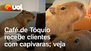 Café com capivaras: cafeteria permite que animais interajam com clientes em Tóquio; veja vídeo