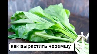 Как выращивать Медвежий лук. Черемша