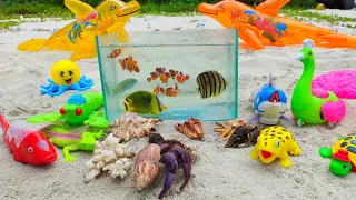 Find large hermit crabs, ornamental fish, native snakes, nemo fish, octopus, sharks, whales