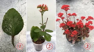 2 ways to grow kalanchoe from leaves, easy and fast