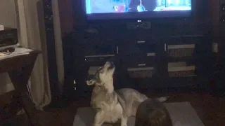 Hybrid Wolf Howling to Zootopia Movie