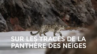 Dans les secrets de la vie sauvage - Rencontre avec le photographe naturaliste Vincent Munier