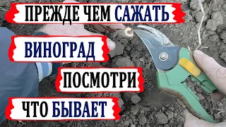 🍇 Стоп! Виноград от ЭТОГО  вымерзает 100%! Ты тоже ТАК сажаешь? Что сталось с саженцами через год!