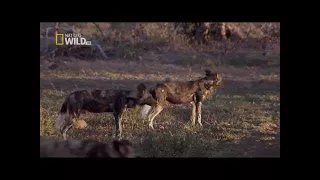 National Geographic Documentary - Predators Wild Dogs - BBC NatGeo Wildlife Animals