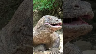 where the dragon after finishing eating the carcass of a wild boar #komodo #animals #wildboar