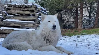 Moment of Zen with Gorgeous Gray Wolf