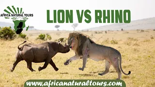 Lion Vs Rhino in Tanzania Safari Tour