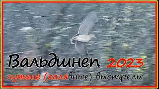 Охота с легавой на вальдшнепа 2023 - подборка выстрелов в результате подъемов птицы по команде.