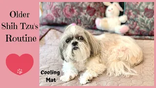 Older Shih Tzu's morning routine 😊 | Lacey dog is ready for a nap on her cooling mat 😴🐾