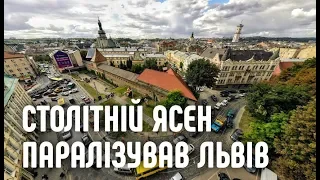 Столітній ясен паралізував центр Львова