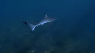 Epic Galápagos Islands Diving 2022