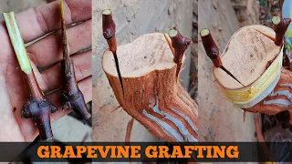 Grapevine grafting | Grafting grapes | Grape Grafting