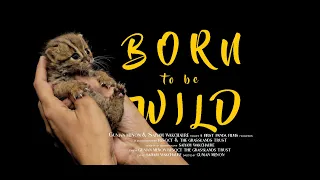 Born to be Wild: Rusty Spotted Cat — Official Teaser