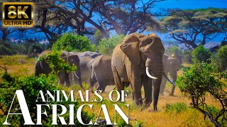 4K African Animals: Wildlife of Amboseli National Park, Kenya, Relaxation Film With African Music