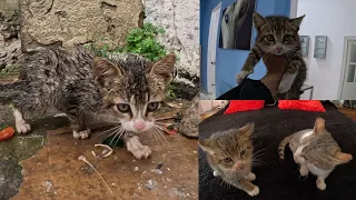 Trying to save a kitten with special needs.