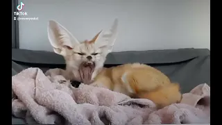 ايفي المدللة 🥰@eeveeeevee-gk7kg #youtubeshorts #fennec #animals #explore #pets #cute#Фанк